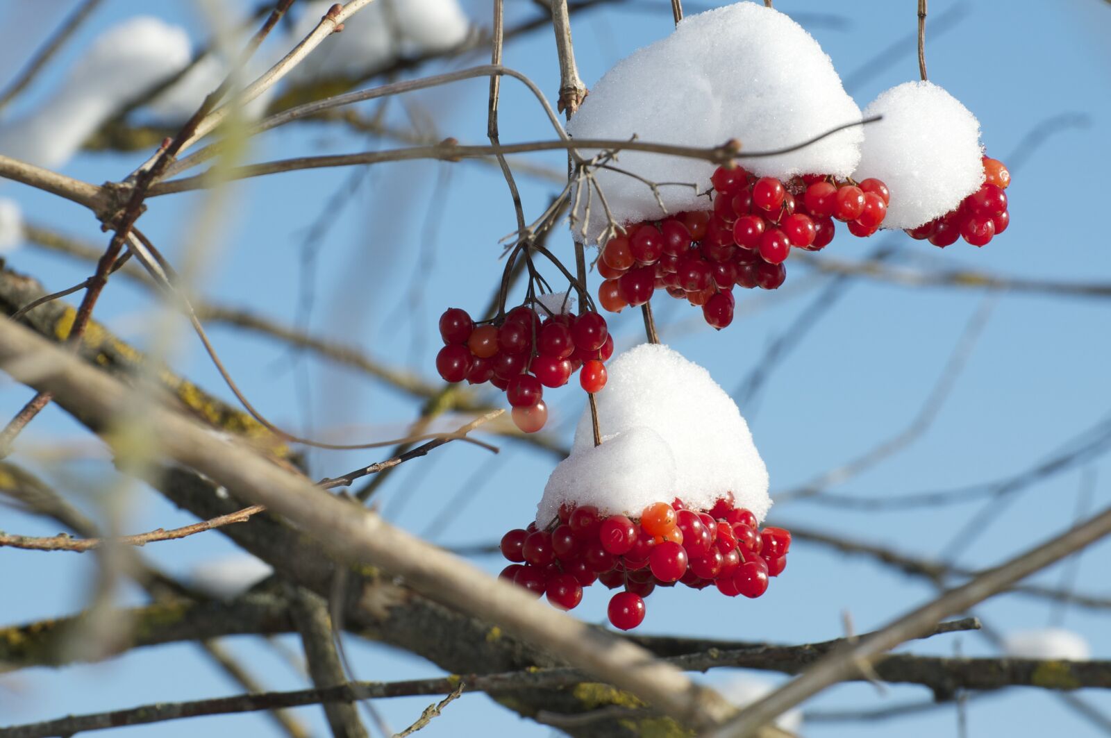 Nikon D300S sample photo. Snow ball, snow, red photography