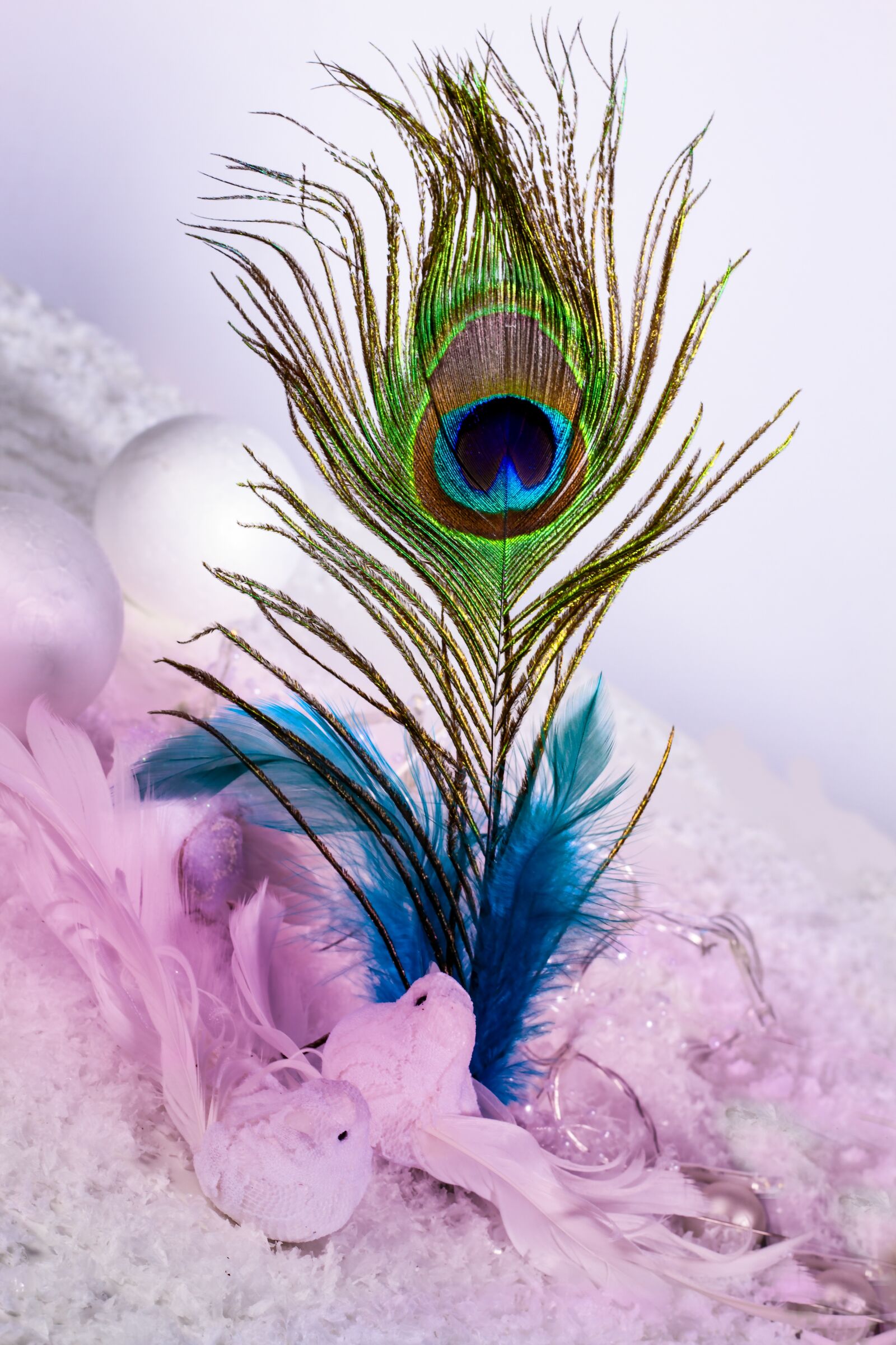 Canon EOS 7D sample photo. Feather, ease, slightly photography