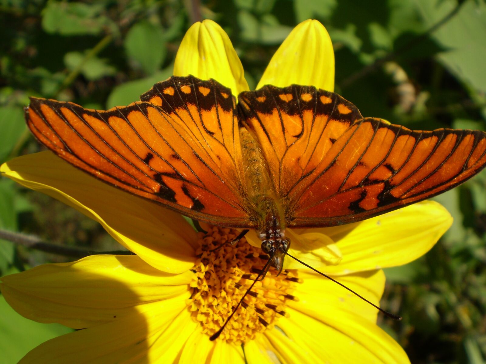 Olympus FE210,X775 sample photo. Butterfly, orange, yellow flower photography