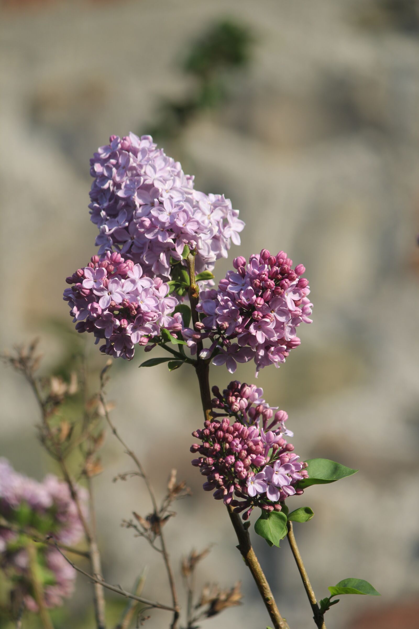 Canon EOS 60D + Canon EF-S 55-250mm F4-5.6 IS II sample photo. Lilac, spring, flower photography