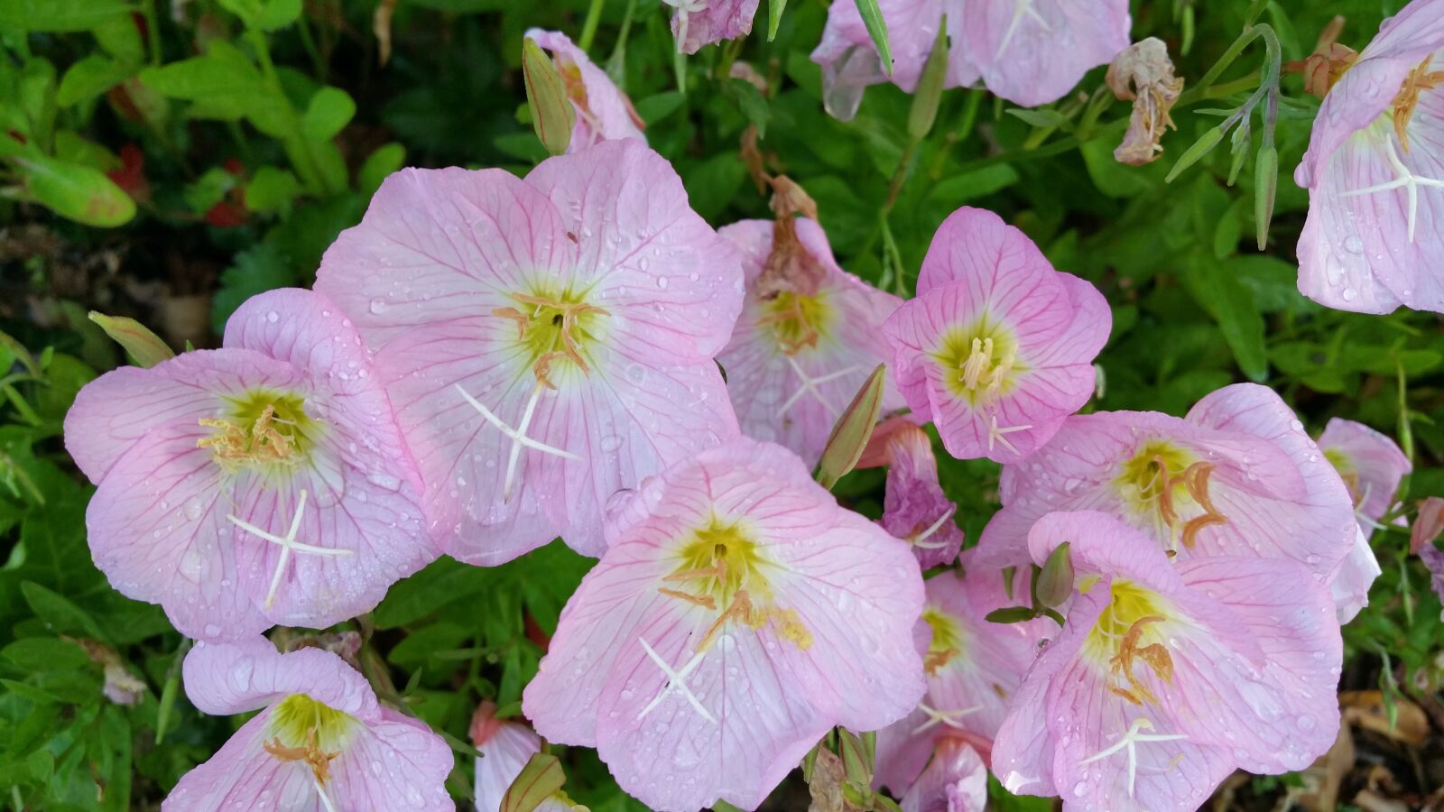 Samsung Galaxy Note4 sample photo. Pink, flower, delicate photography