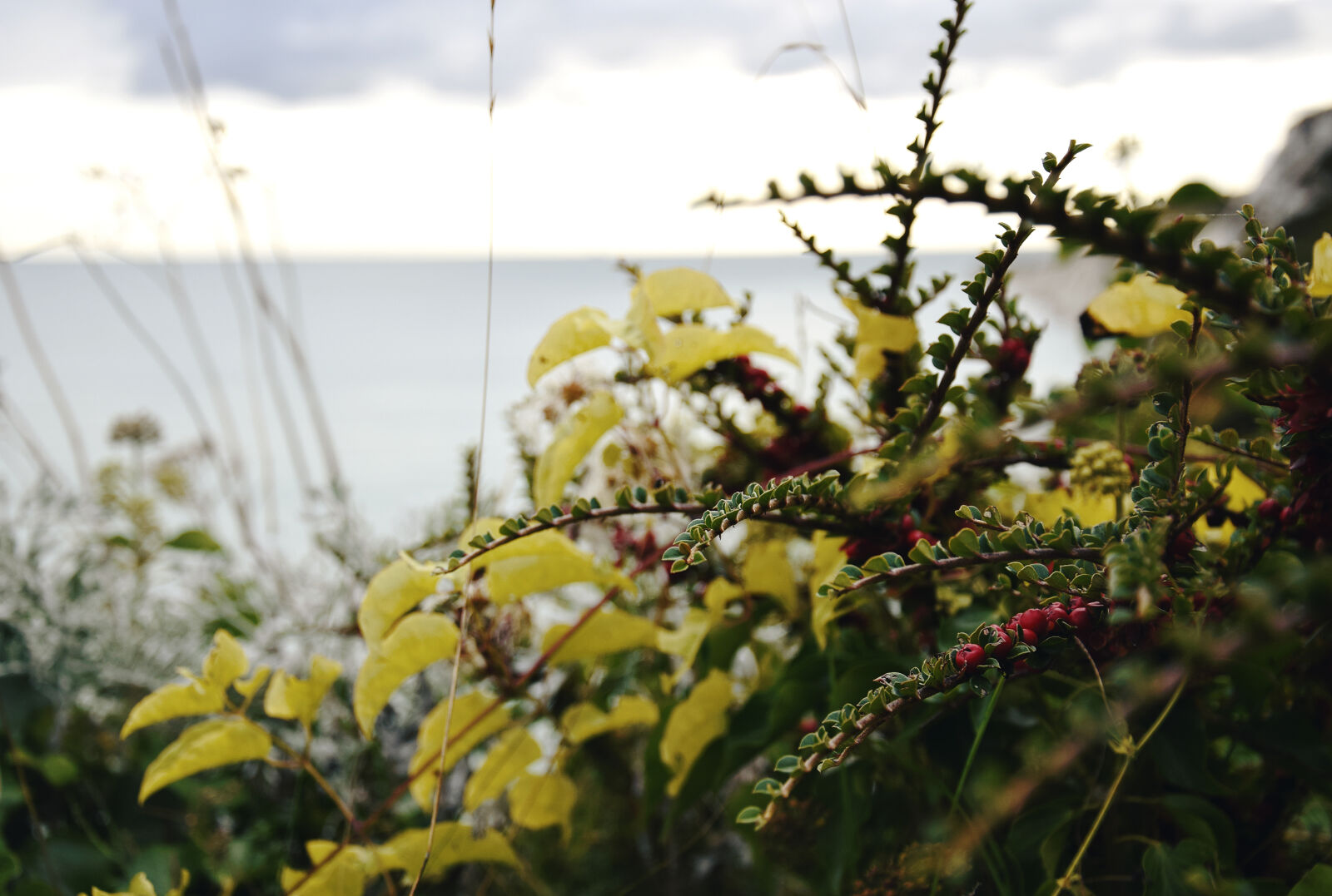 Nikon D3300 sample photo. Autumn, autumn, colours, beachy photography