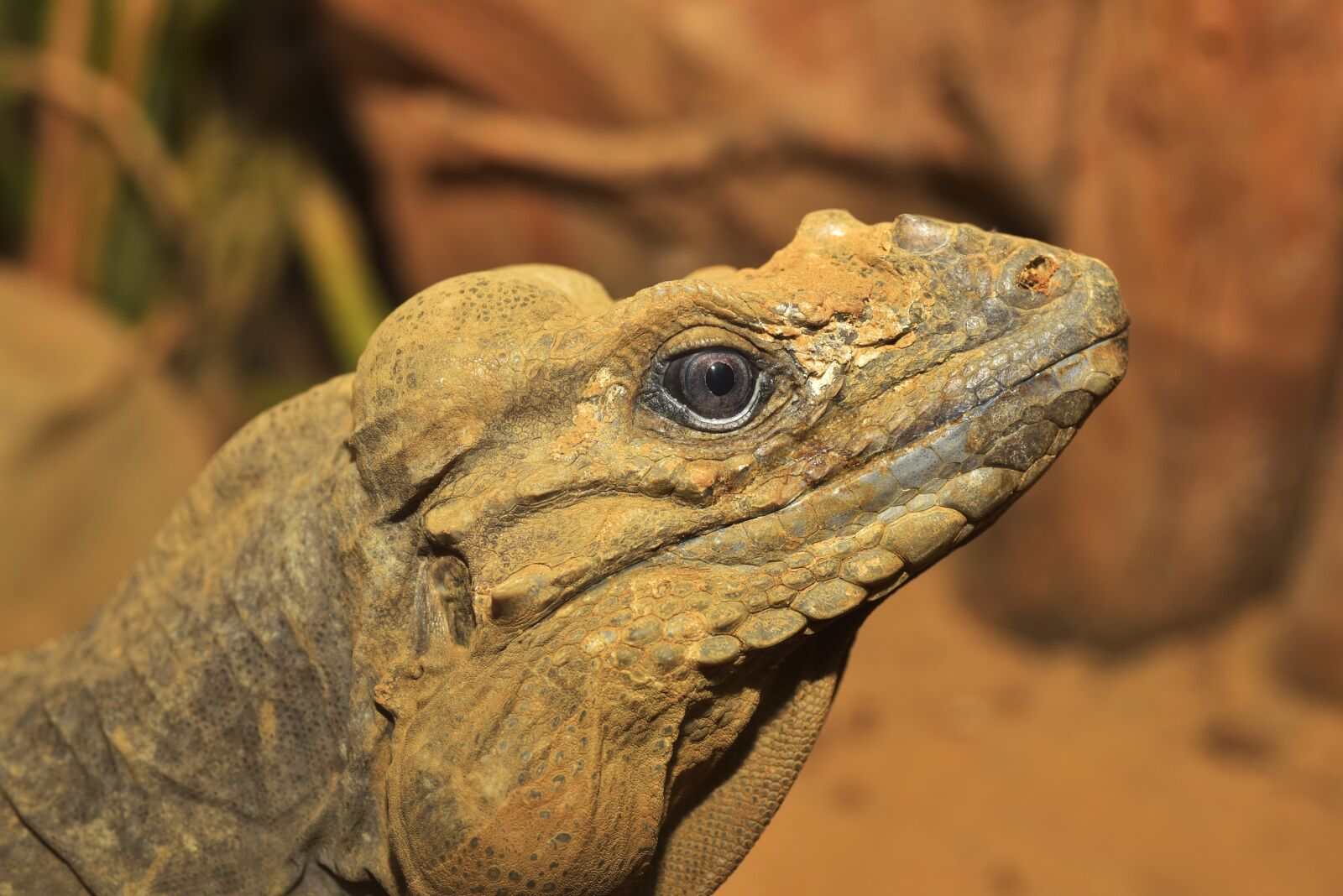 Nikon D750 sample photo. Lizard, urzeittier, scale photography