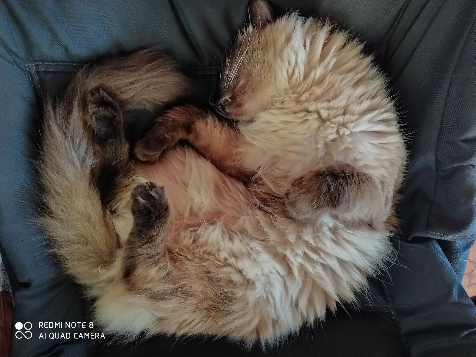 Xiaomi Redmi Note 8 sample photo. Baltazar, wound, sleeping photography
