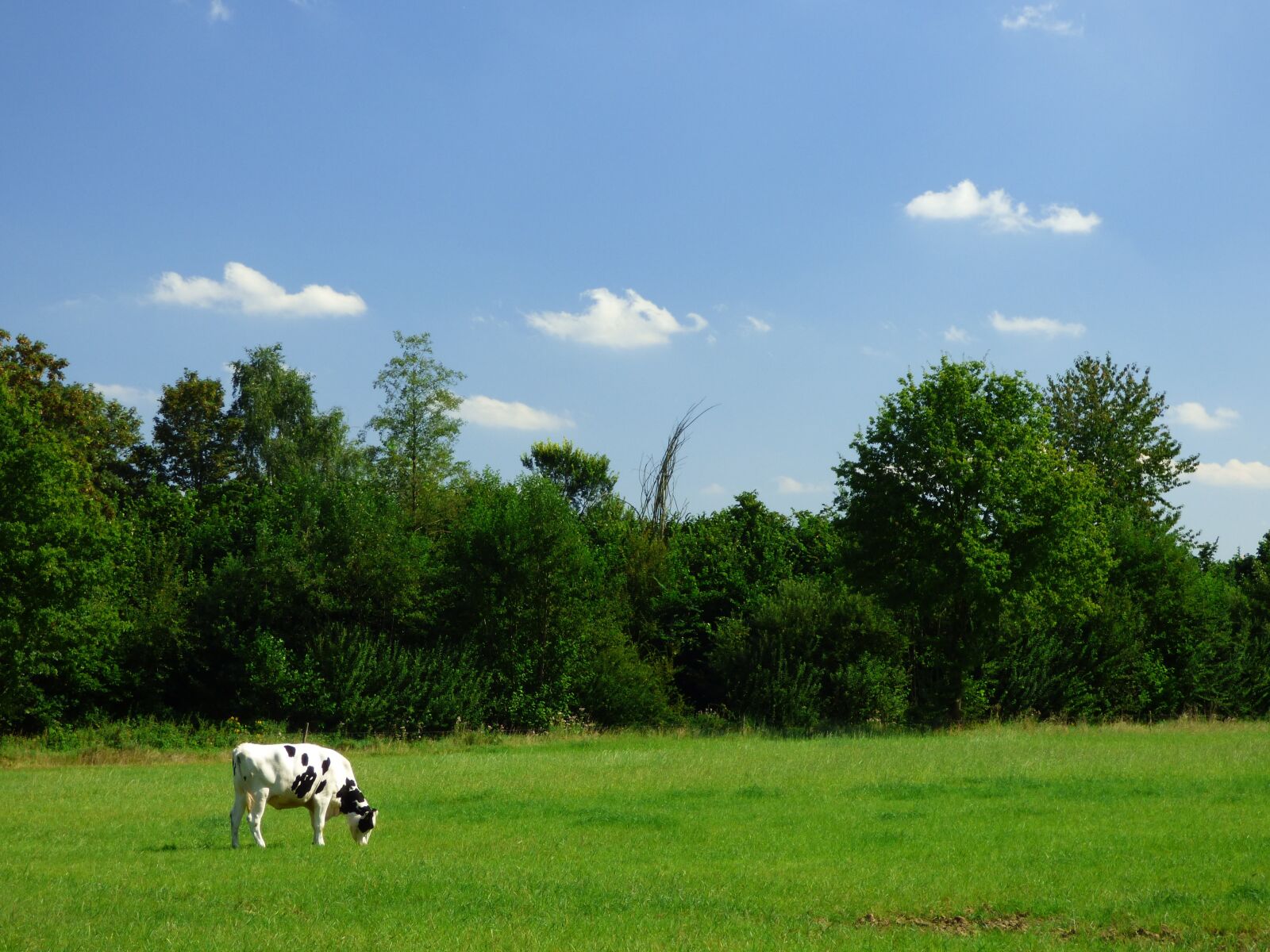 Panasonic DMC-FZ72 sample photo. Cow, pasture, sky photography