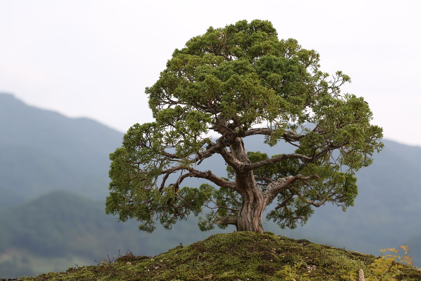 Canon EF 100mm F2.8 Macro USM sample photo. Bonsai, love park, gurye photography