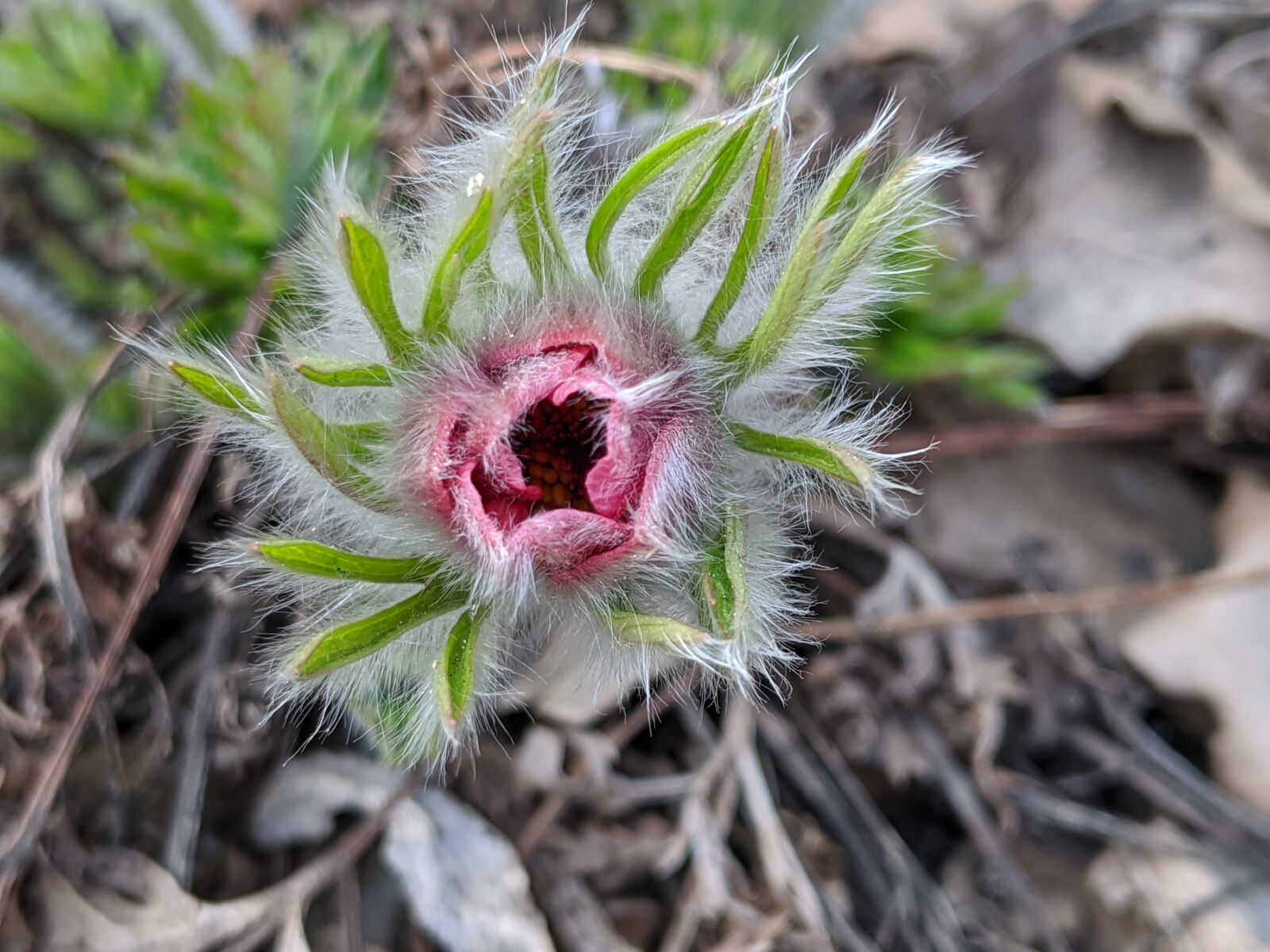 Google Pixel 3a sample photo. Spring, garden, pasque flower photography