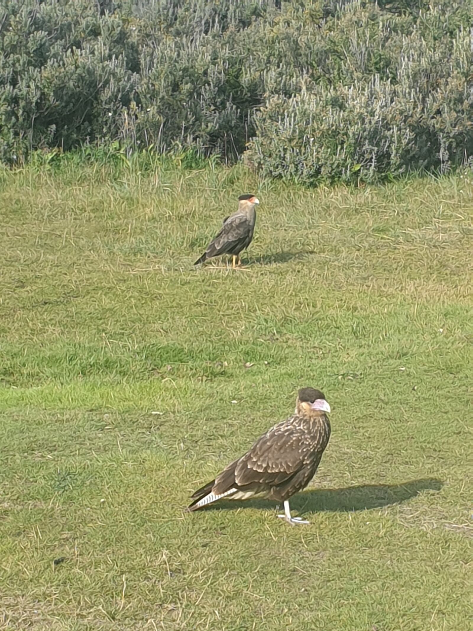 Samsung Galaxy S9 sample photo. Birds, nature, chile photography