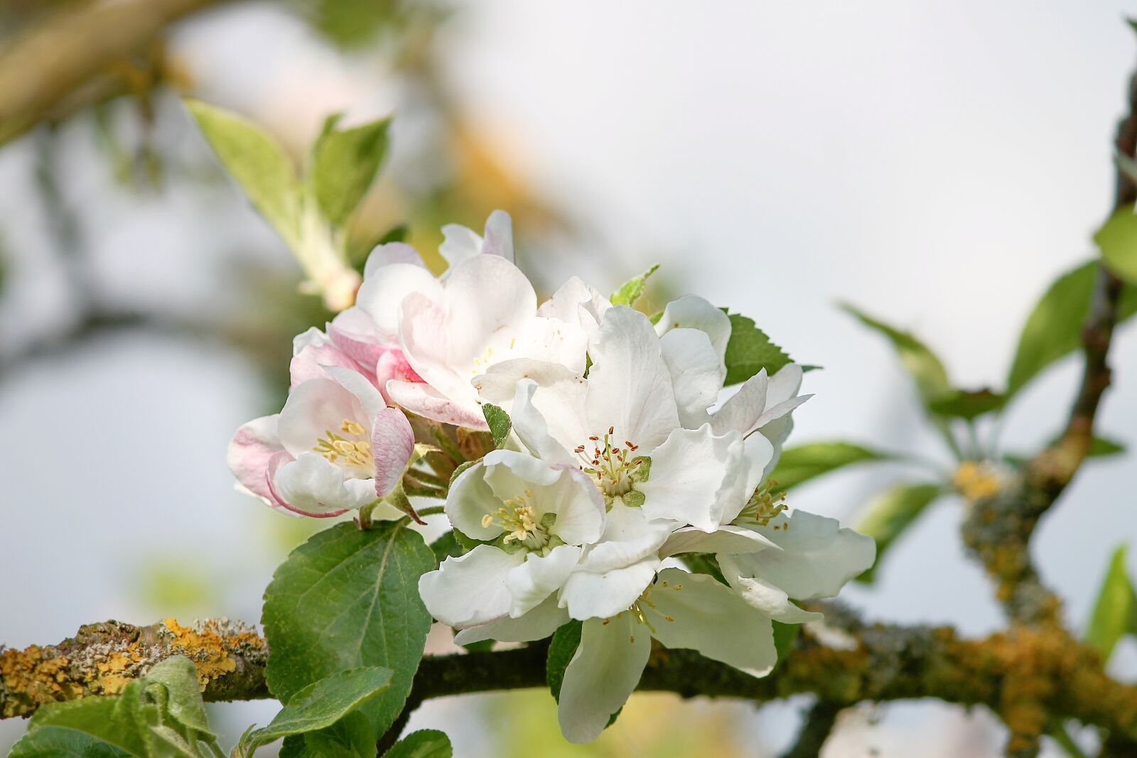 Canon EOS 1100D (EOS Rebel T3 / EOS Kiss X50) sample photo. Apple blossom, apple tree photography