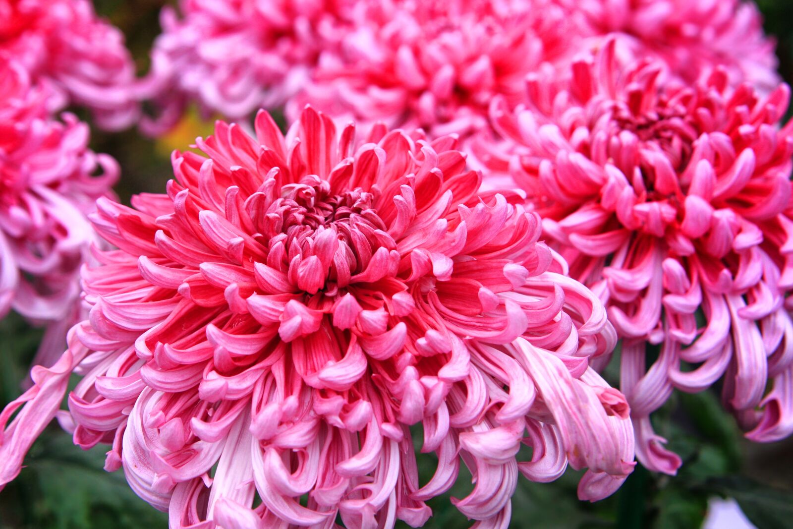 Canon EOS 40D sample photo. A flower garden, flowers photography