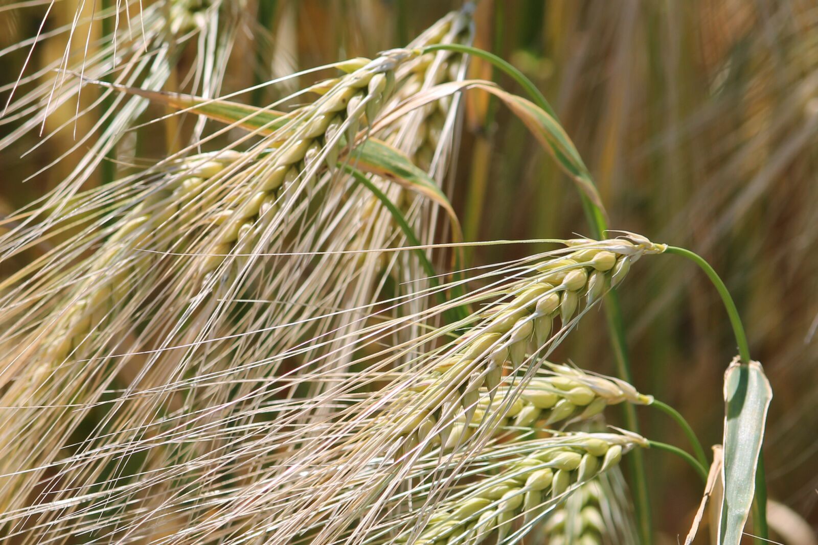 Canon EF-S 55-250mm F4-5.6 IS II sample photo. Spike, cereals, cornfield photography
