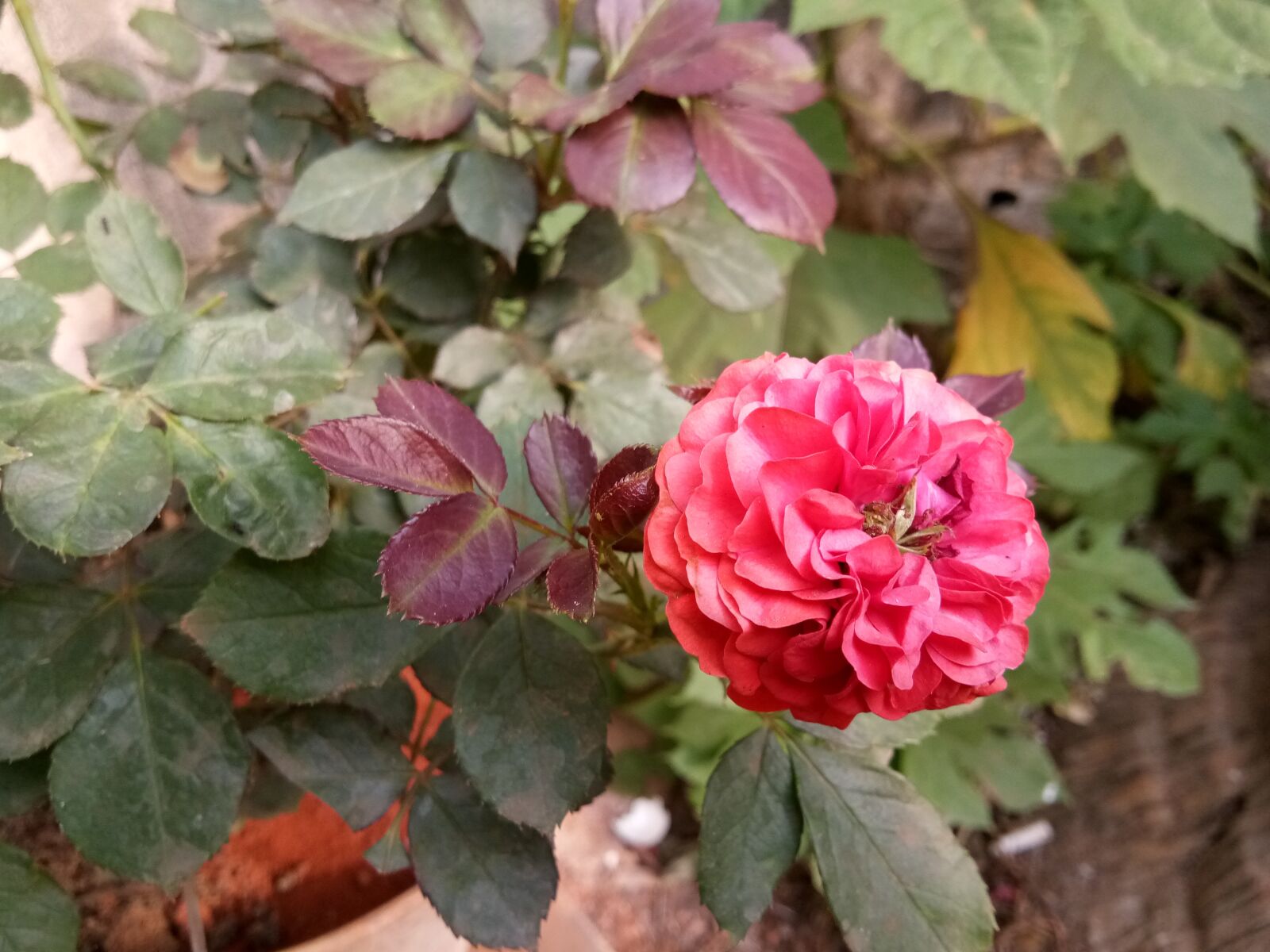 vivo 1601 sample photo. Rose, red rose, garden photography