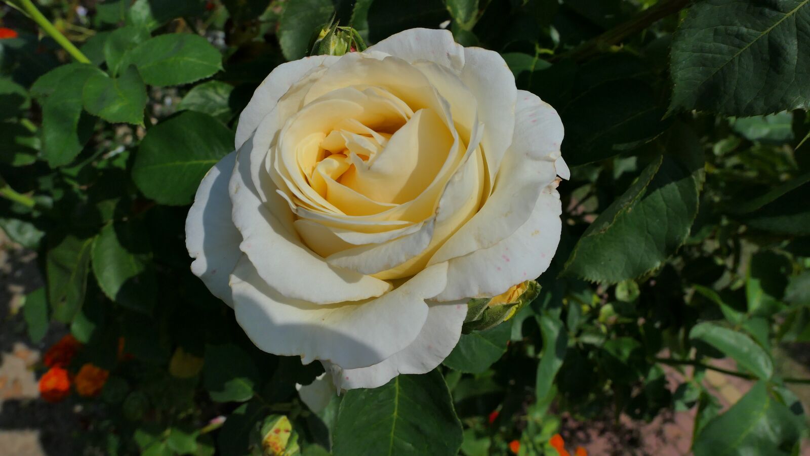 Panasonic Lumix DMC-LX10 (Lumix DMC-LX15) sample photo. Rose, white, flower photography