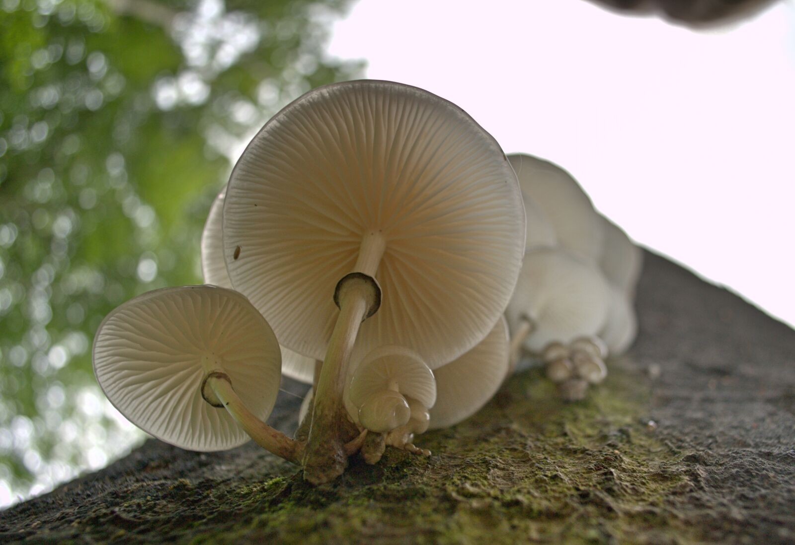 Nikon D3100 sample photo. Mushroom, porcelain fungus, white photography