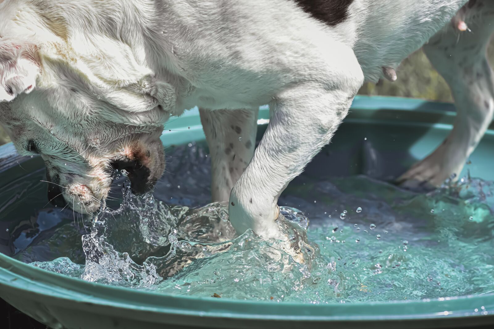 Nikon D7200 sample photo. Stafford mongrel, water, play photography