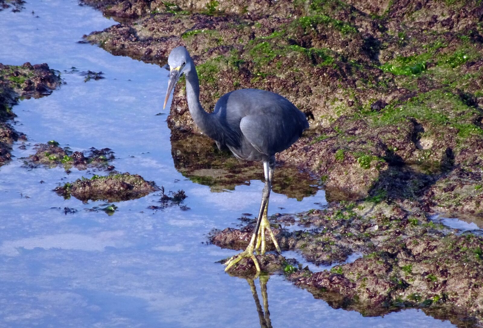 Sony Cyber-shot DSC-HX90V sample photo. Bird, wader, western reef photography