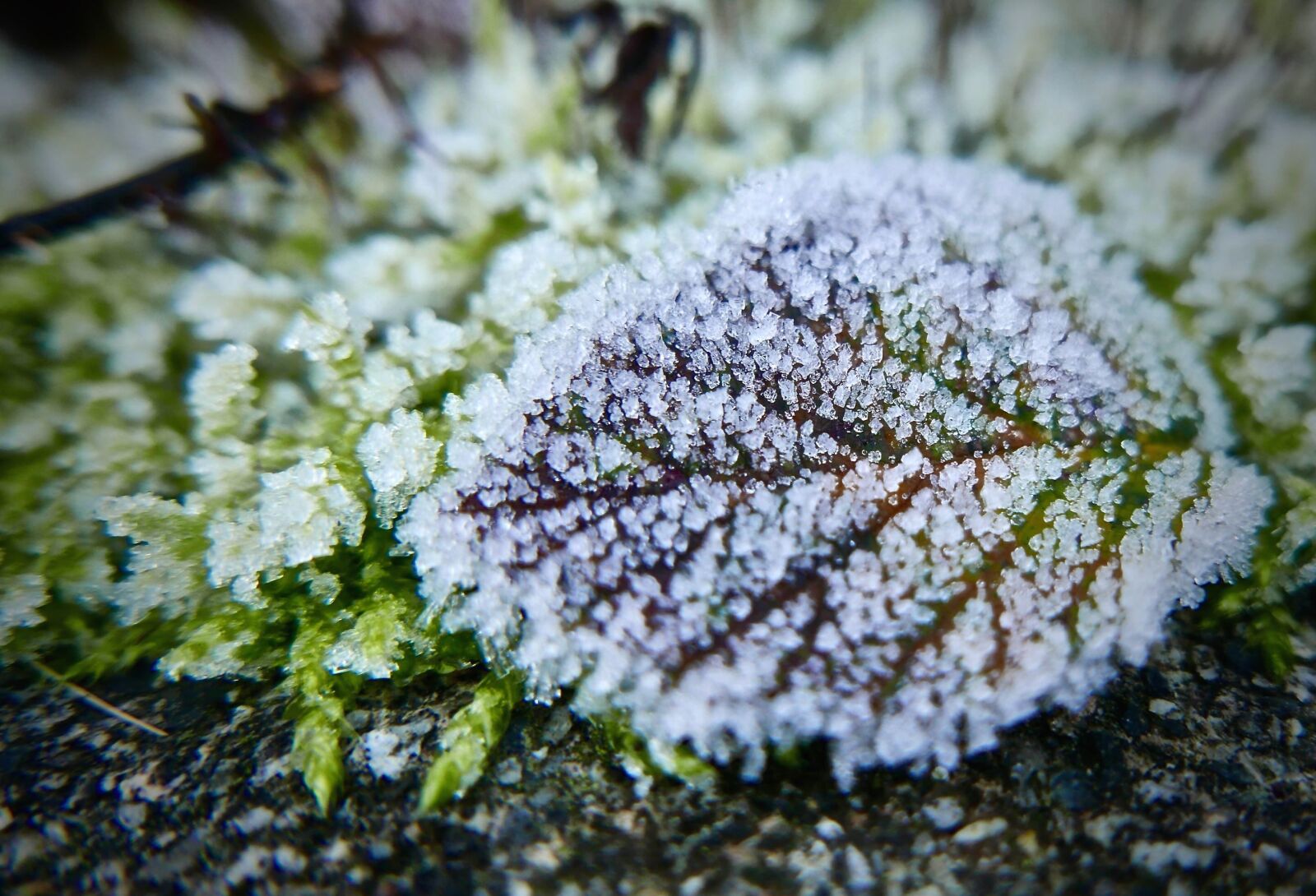 Panasonic Lumix DMC-LX100 sample photo. Snow, winter, bright, frost photography