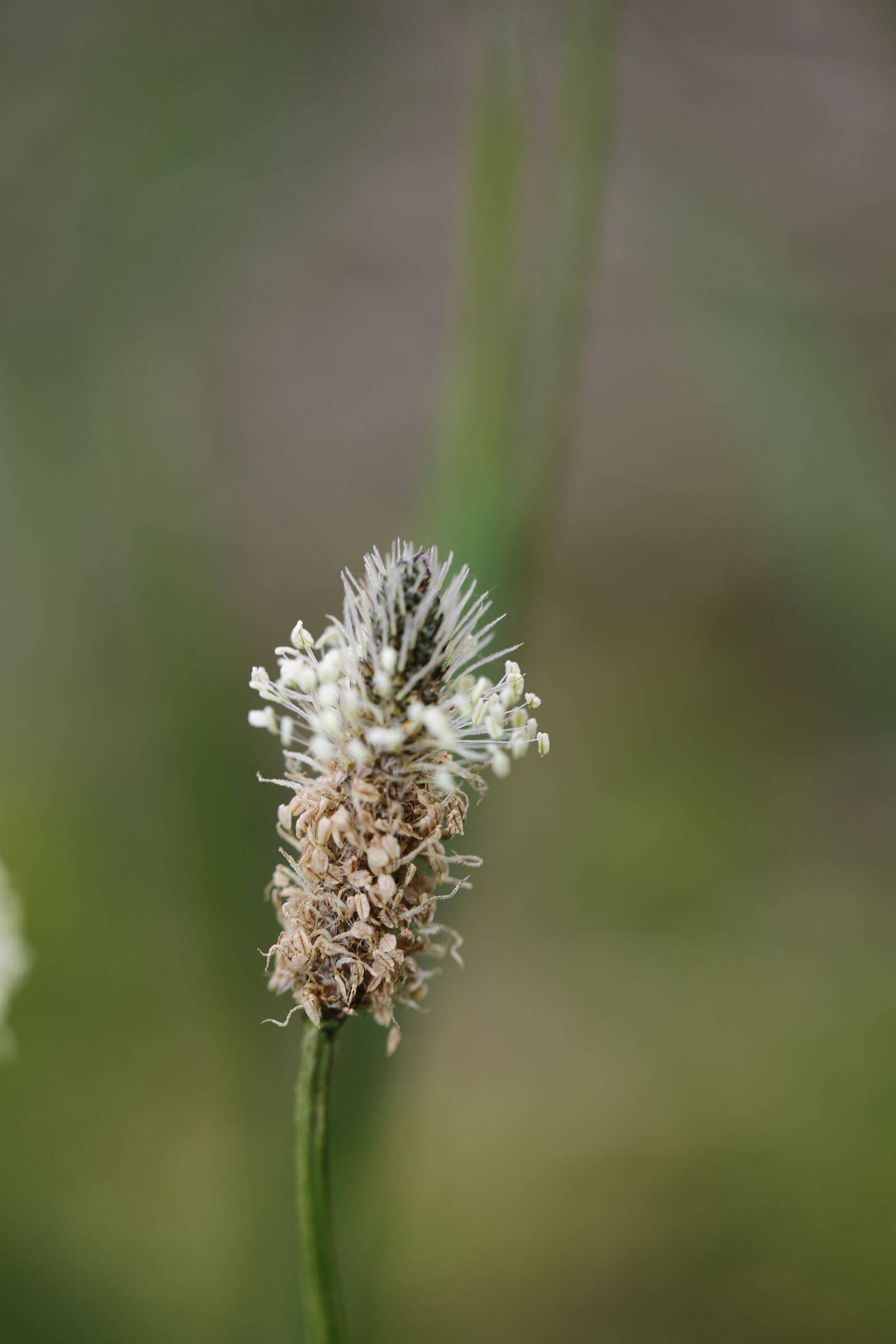 Canon EF 100mm F2.8L Macro IS USM sample photo. Grass, halm, meadow photography