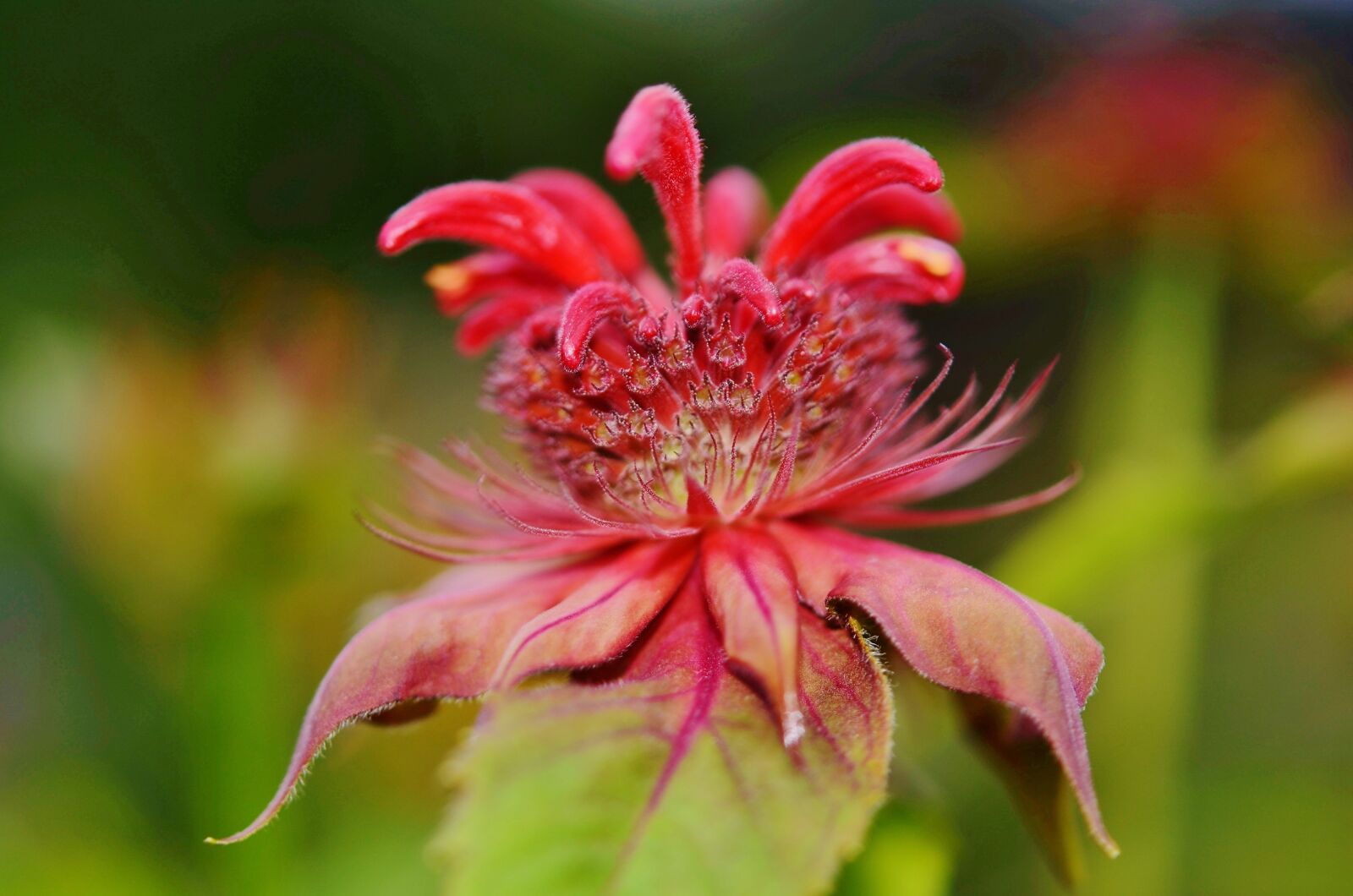 Nikon D7000 sample photo. Nature, flower, flora photography