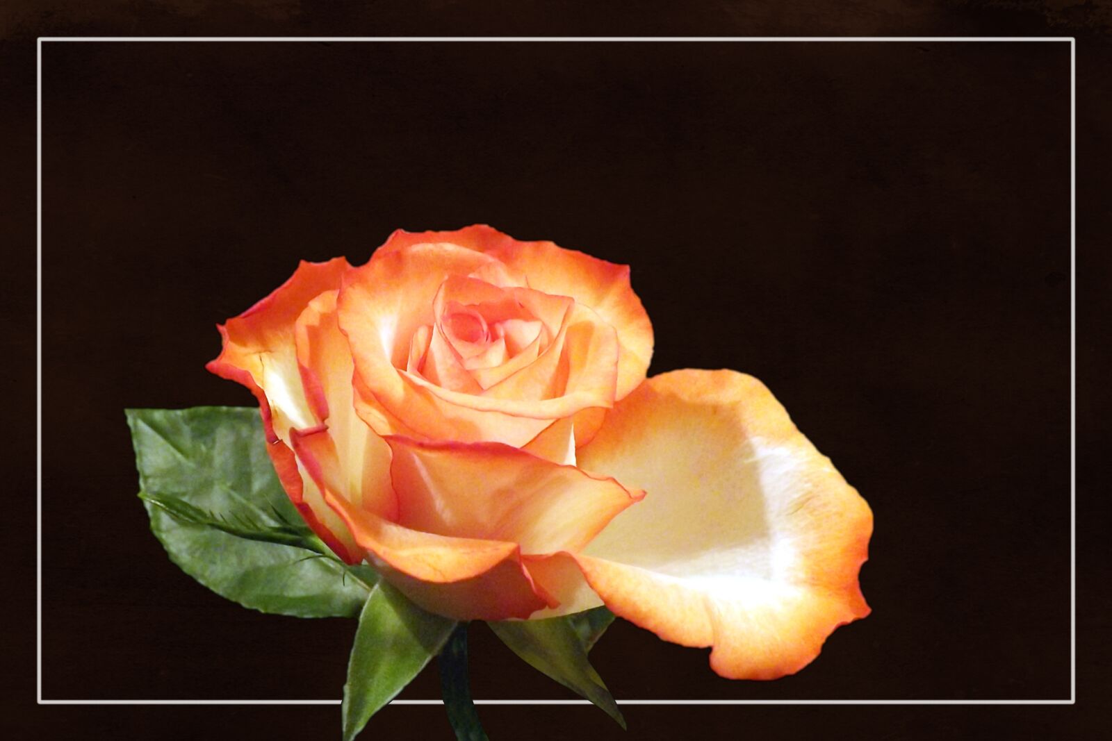 Fujifilm FinePix S4300 sample photo. Rose, floribunda, rose bloom photography