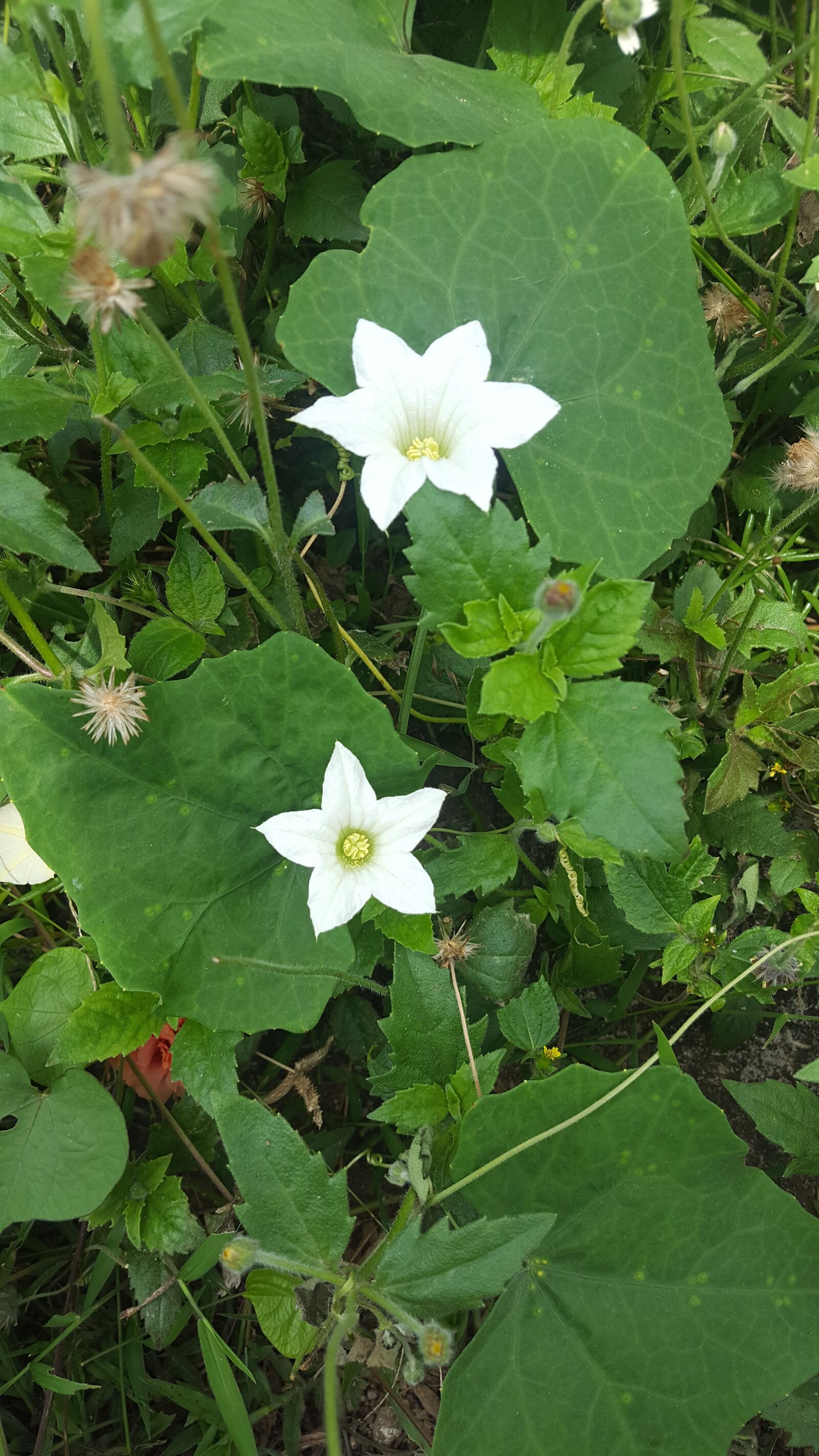 Samsung GALAXY S6 edge sample photo. Star, flower, white photography