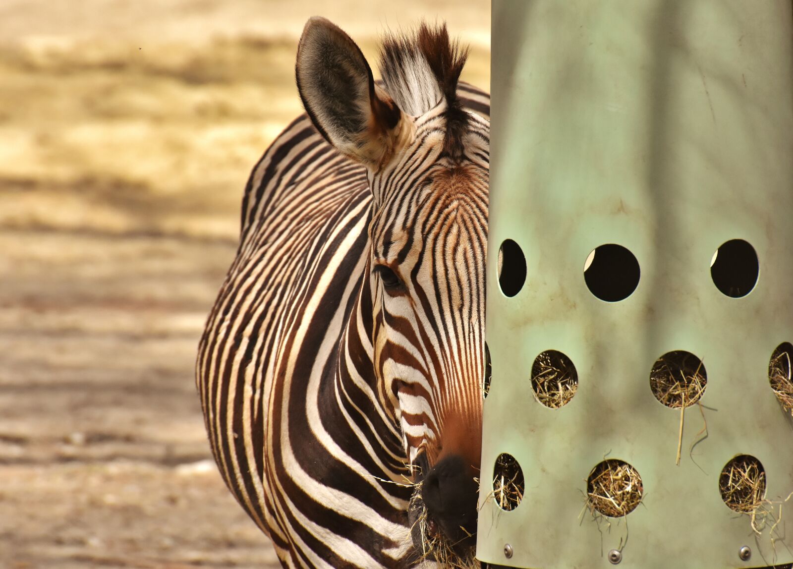 Nikon D7200 sample photo. Zebra, wild animal, zoo photography
