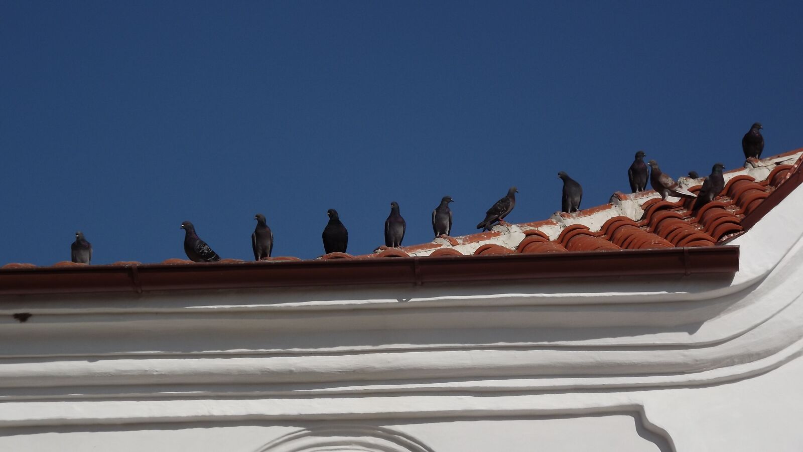 FujiFilm FinePix S4000 (FinePix S4050) sample photo. Pigeon, pigeons, roof photography