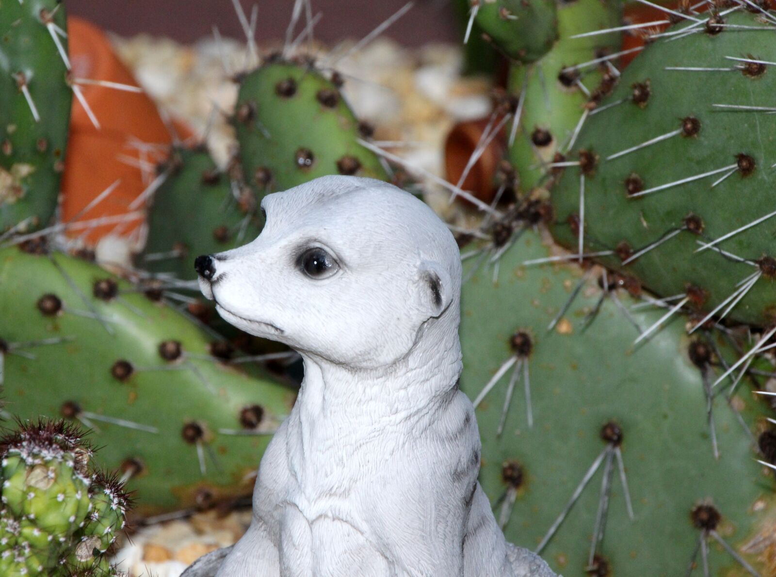 Canon EOS 650D (EOS Rebel T4i / EOS Kiss X6i) sample photo. Meerkat, white, figure photography