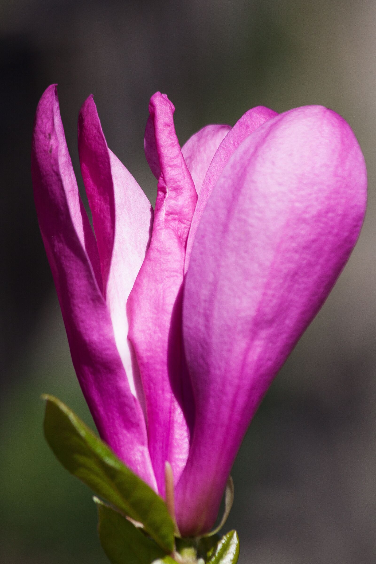 Canon EOS 50D sample photo. Magnolia, blossom, bloom photography