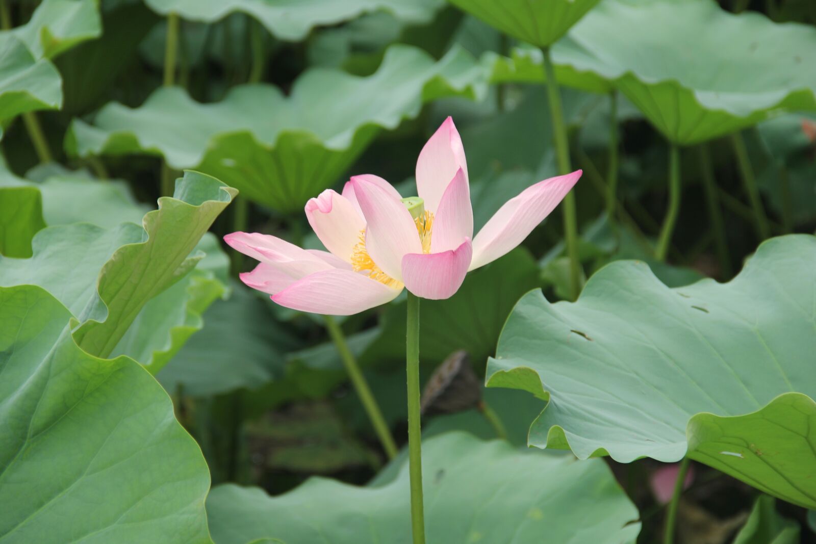Canon EOS 60D sample photo. Lotus, pink, lotus leaf photography