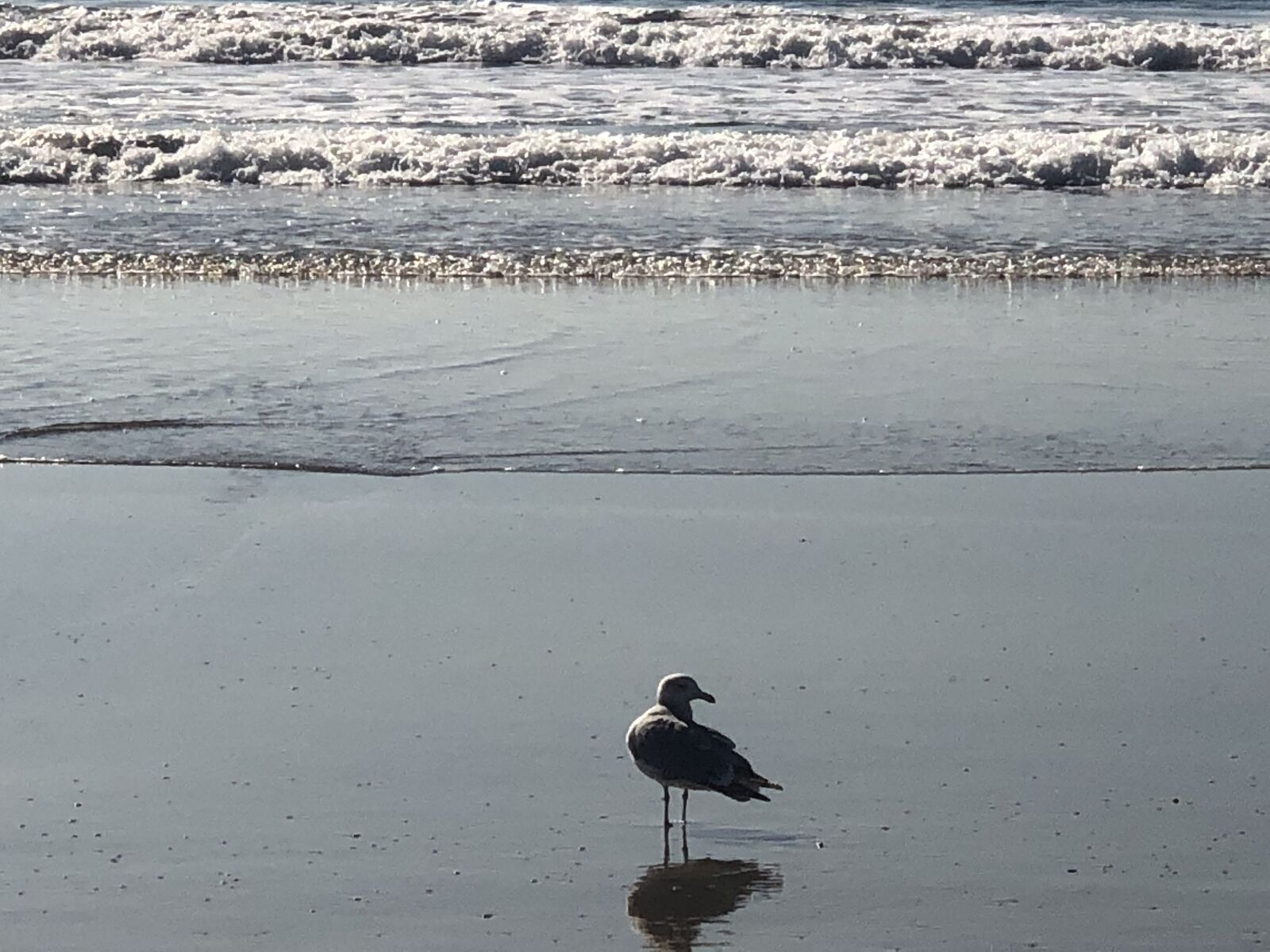 iPhone X back dual camera 6mm f/2.4 sample photo. Seagull, beach, ocean photography