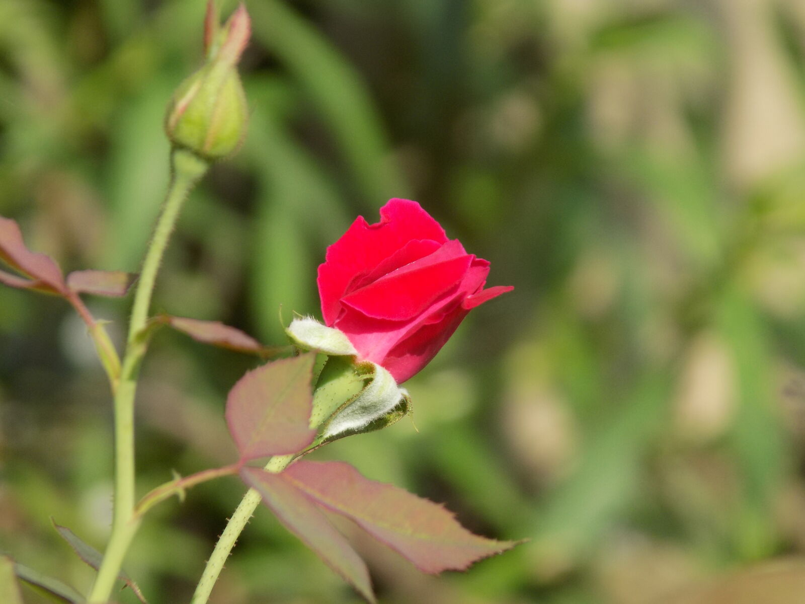 Nikon COOLPIX L340 sample photo. Beautiful, flowers, nature, red photography
