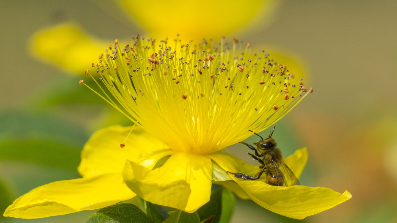 Sony E 55-210mm F4.5-6.3 OSS sample photo. Flower, bee, st john's photography