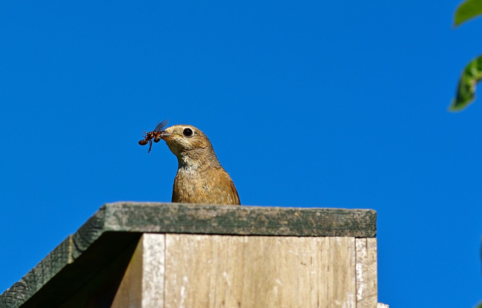 Nikon D5200 sample photo. Common redstart, bird, songbird photography