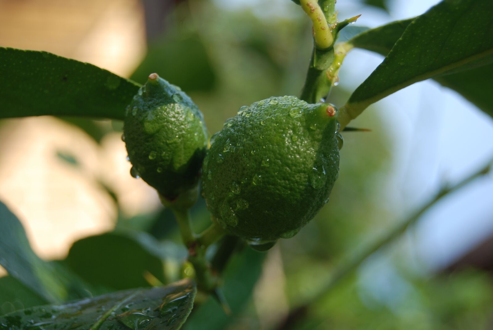 Nikon D80 sample photo. Lime, southern fruit, fruit photography