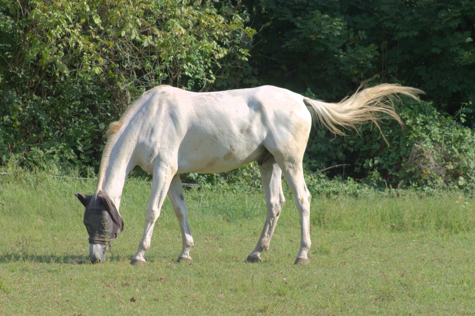 Canon EF75-300mm f/4-5.6 sample photo. Horse, white, animal photography