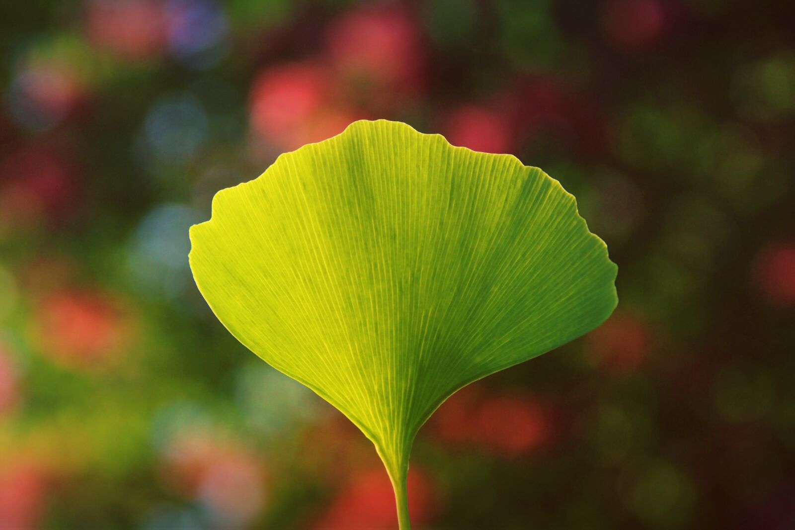 Canon EOS 2000D (EOS Rebel T7 / EOS Kiss X90 / EOS 1500D) sample photo. Ginko, ginkgo leaf, tree photography