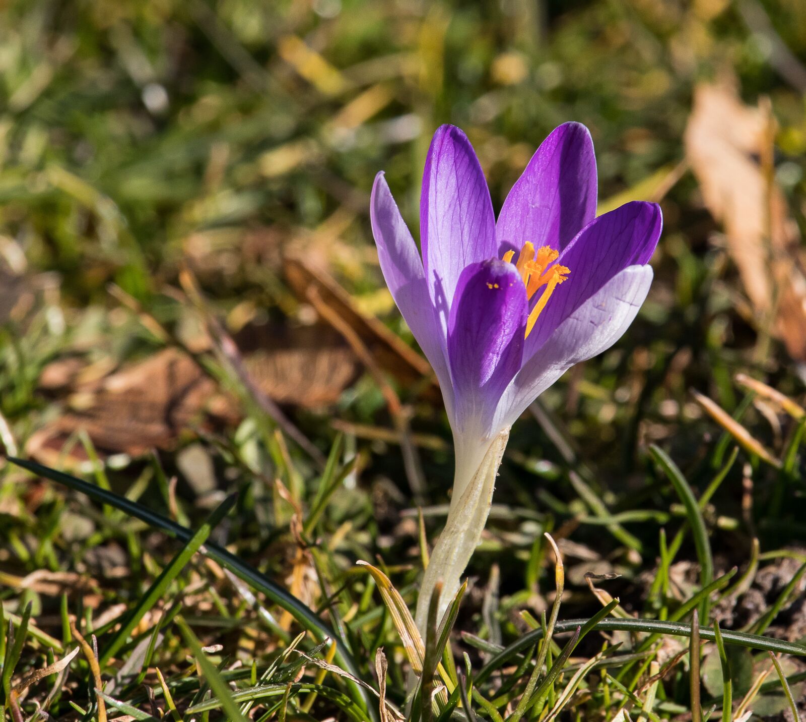 Canon EF-S 55-250mm F4-5.6 IS STM sample photo. Crocus, flower, spring flower photography