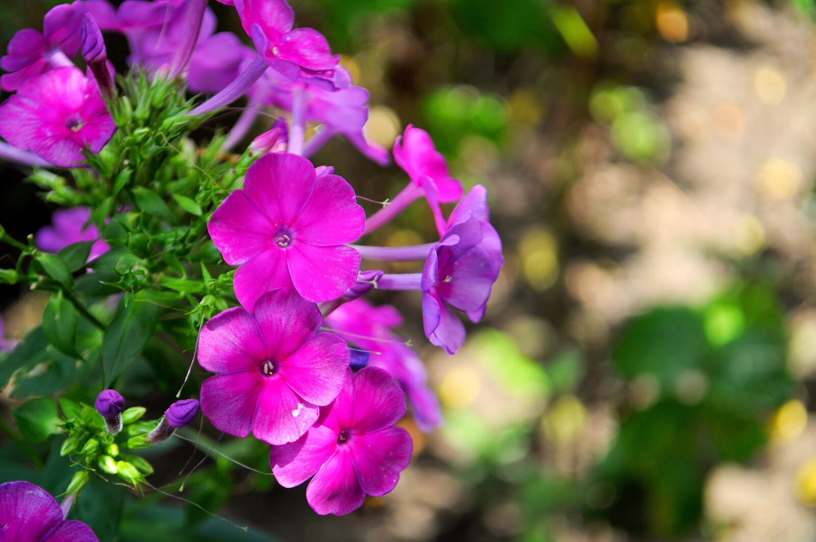 Nikon D5000 sample photo. Purple, flower, background photography