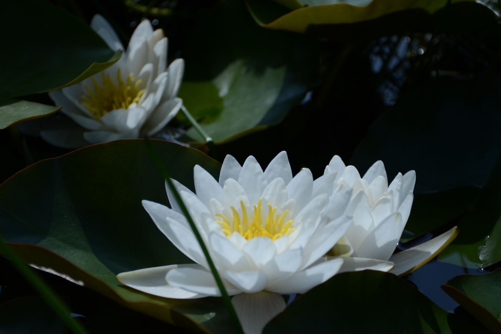 Nikon D7100 sample photo. Water lily snow-white, white photography