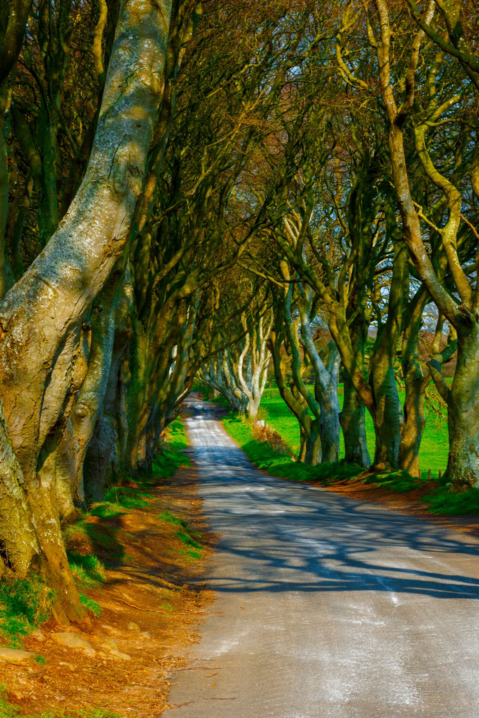 Nikon D7200 sample photo. Trees, dark hedges, ireland photography