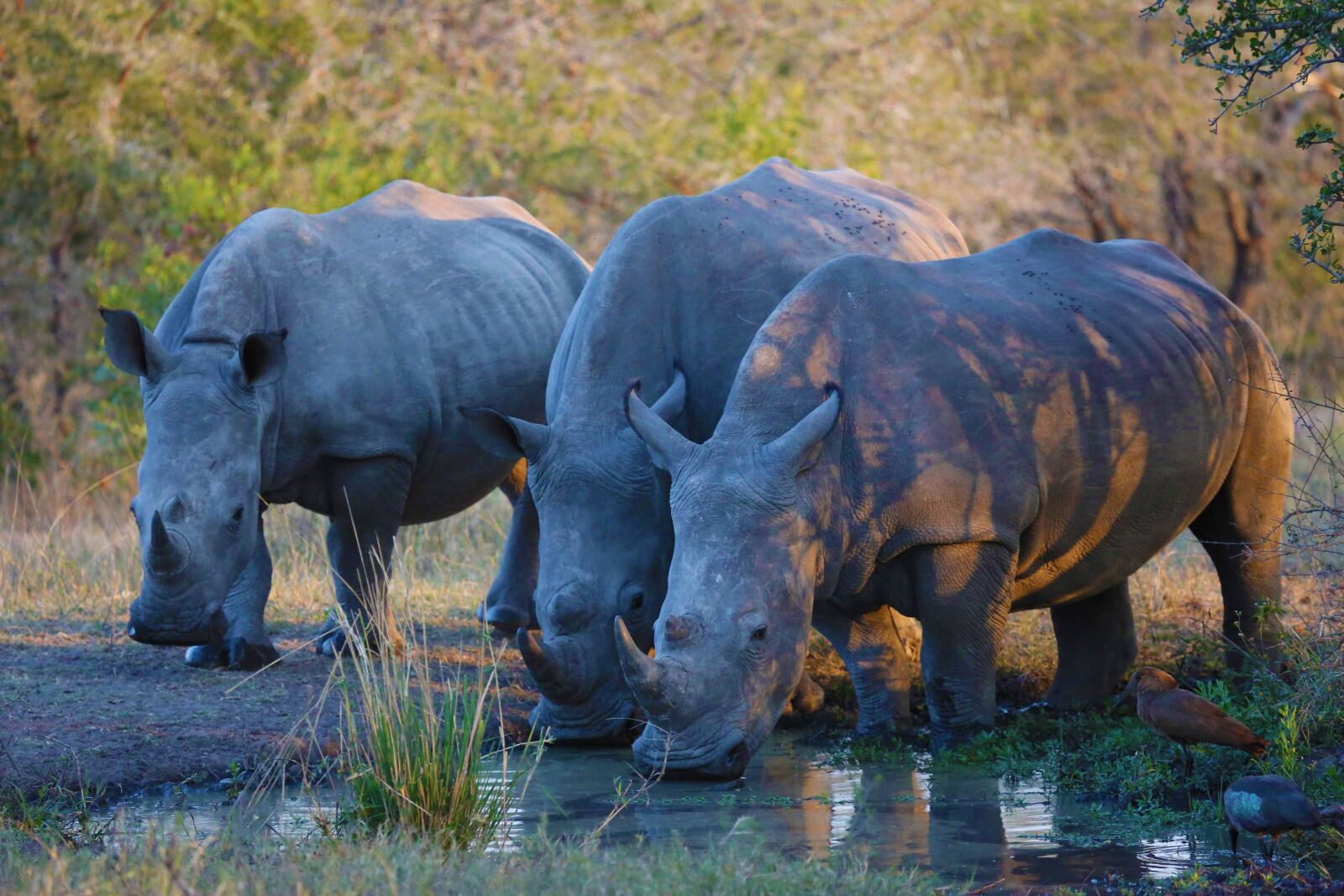 Canon EF 100-400mm F4.5-5.6L IS USM sample photo. Rhinos, rhino, rhinoceros photography