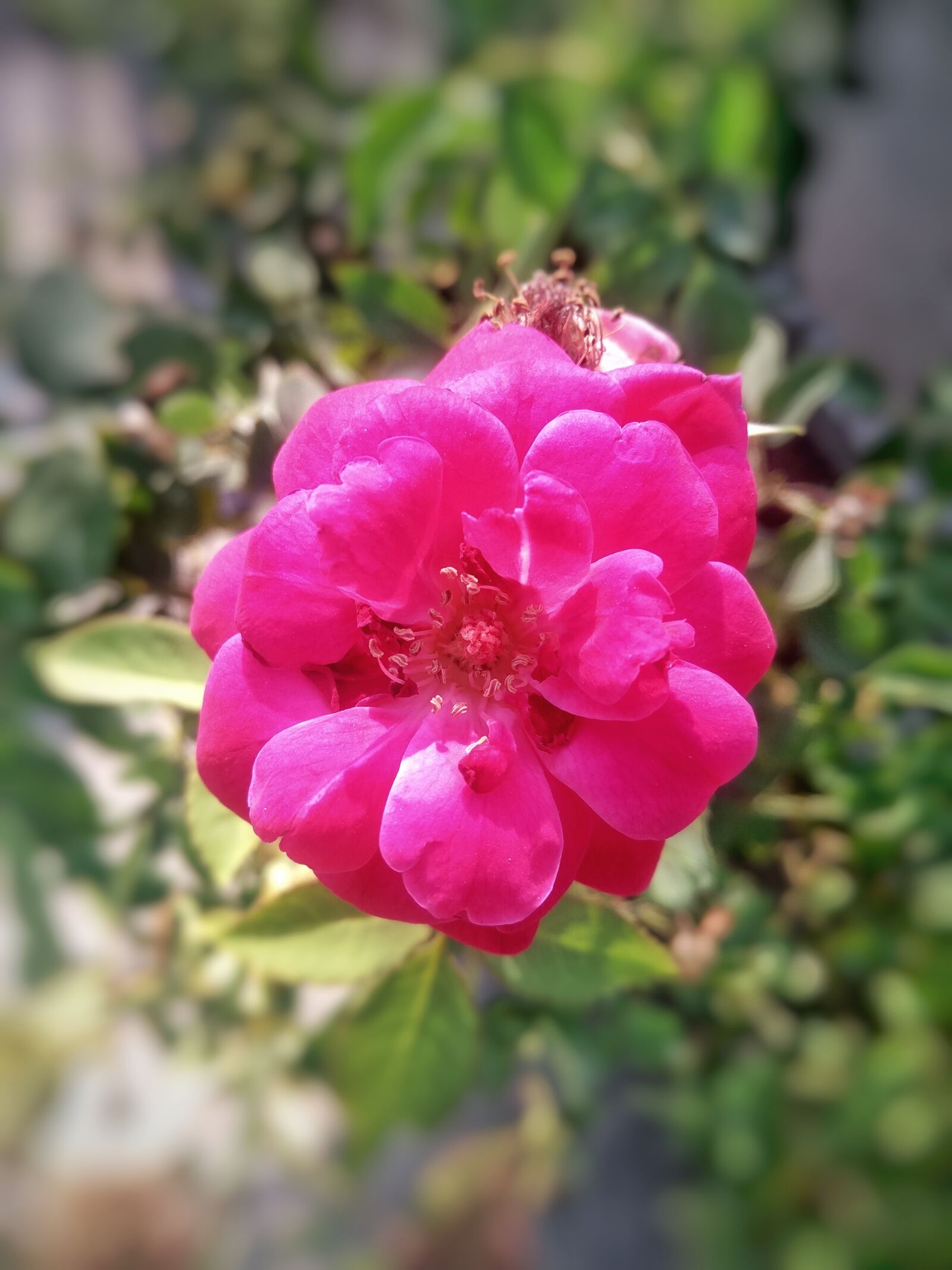 Xiaomi Redmi Note3 sample photo. Rose, rosa gallica, flower photography