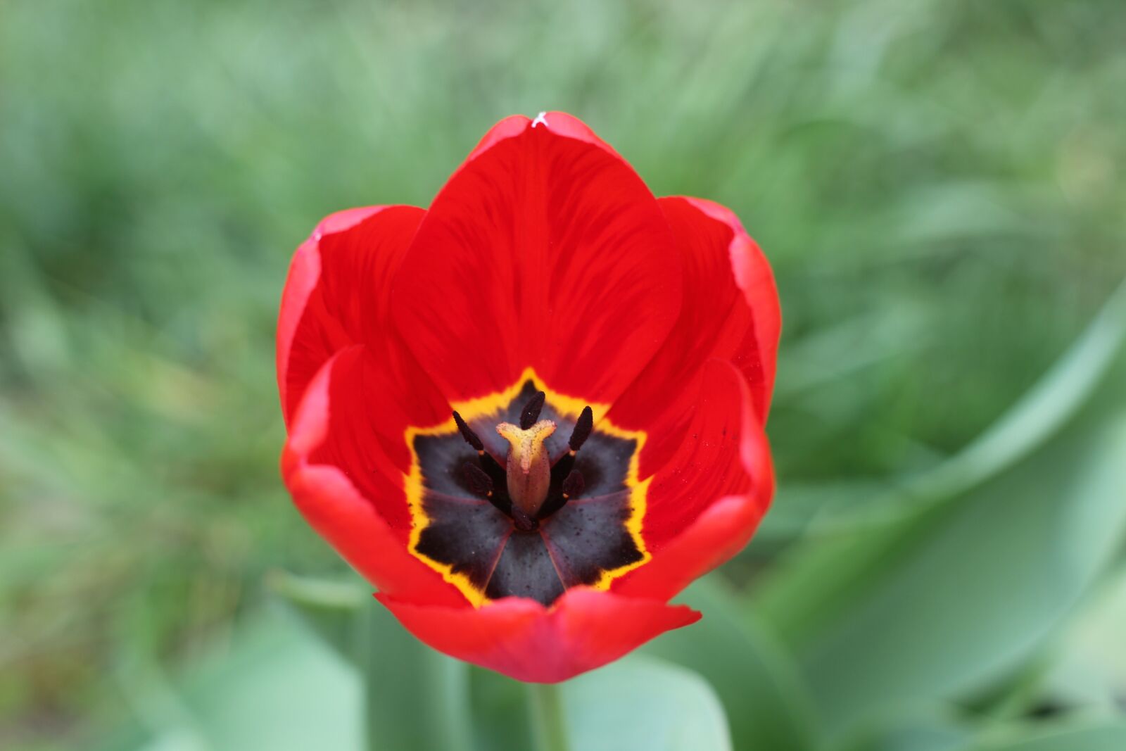 Canon EOS 550D (EOS Rebel T2i / EOS Kiss X4) sample photo. Tulip, red, flowers photography