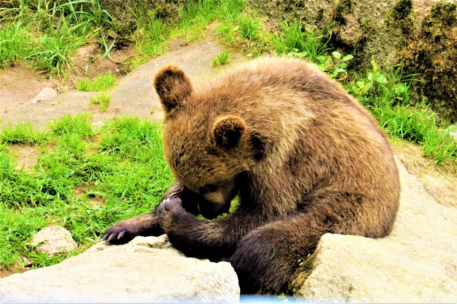 Canon PowerShot SX50 HS sample photo. Bear cub, bear, puppy photography