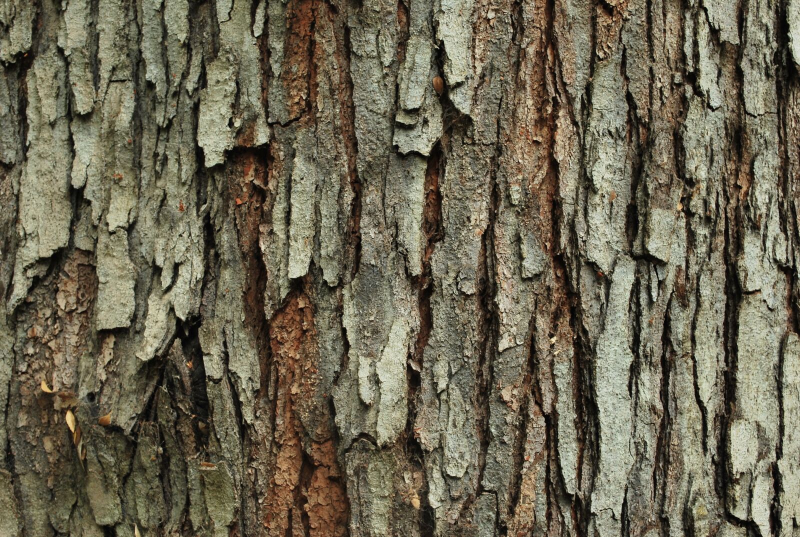 Nikon D60 sample photo. Texture, tree, wood photography
