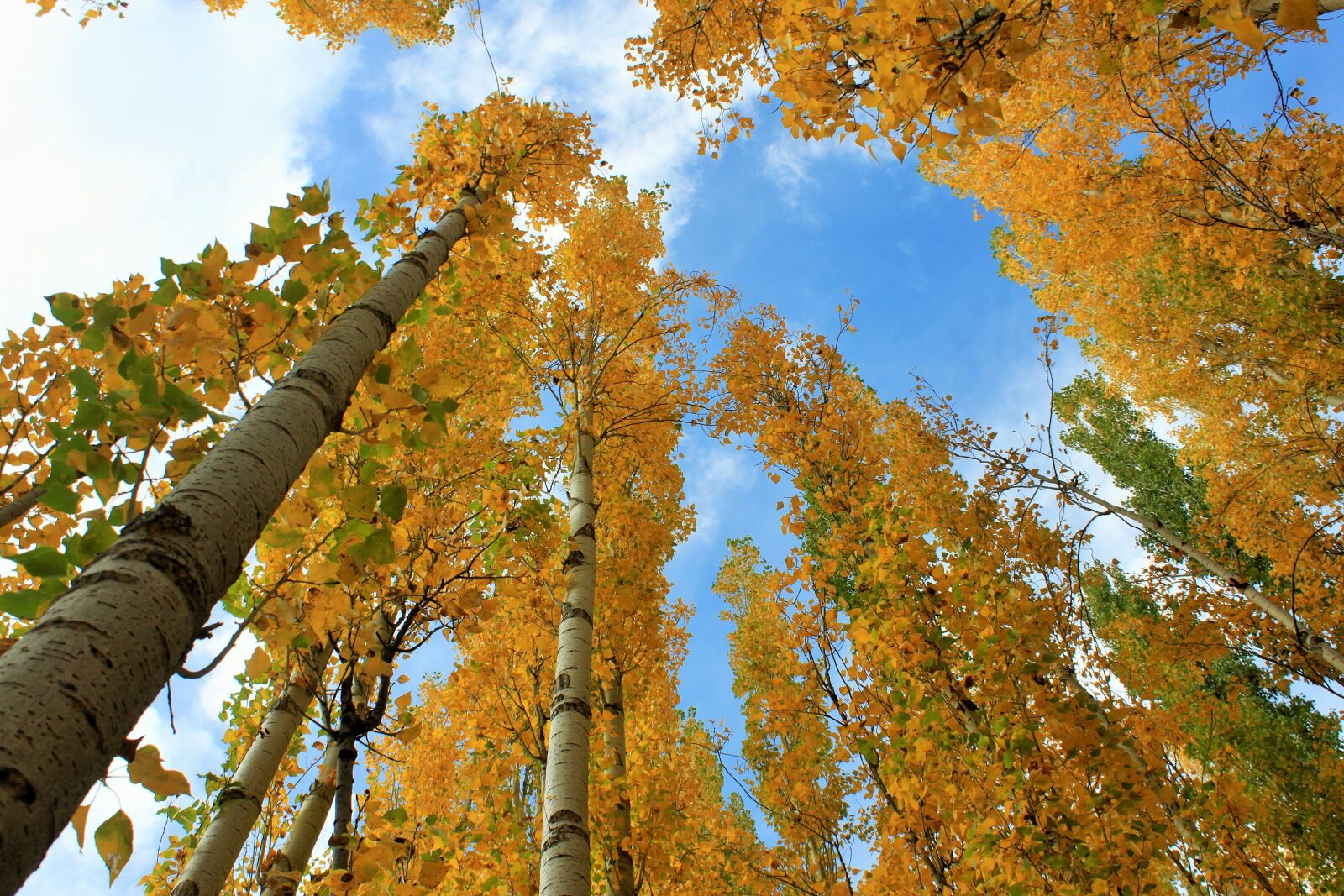 Canon EOS 500D (EOS Rebel T1i / EOS Kiss X3) sample photo. Nature, autumn, yellow photography