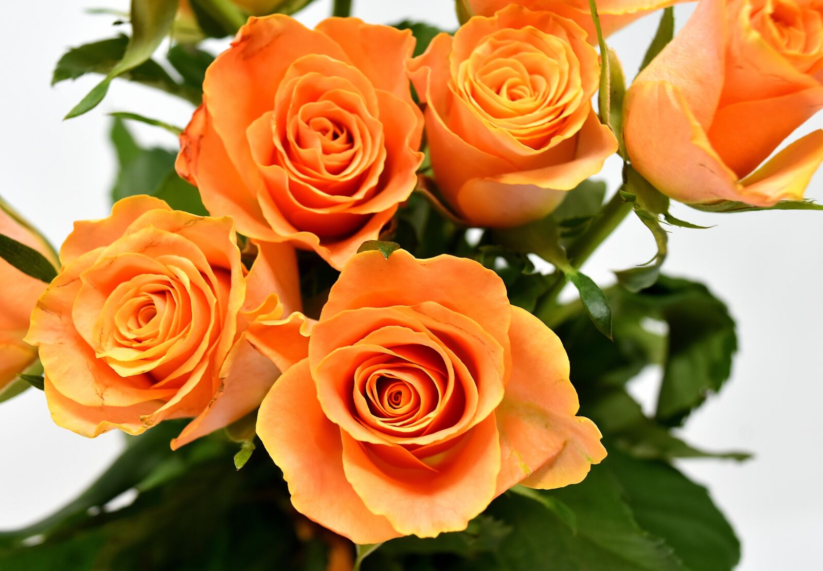 Nikon D7200 sample photo. Roses, flowers, blossom photography