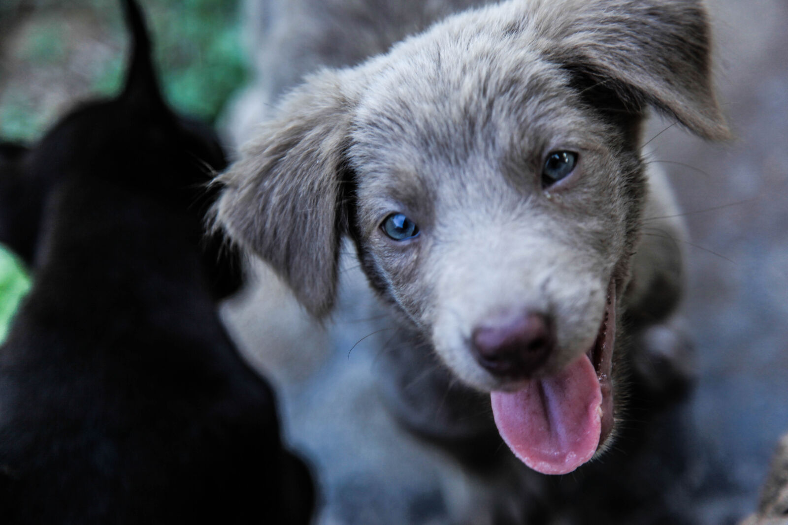 Canon EF 24-105mm F4L IS USM sample photo. Animal, dog photography