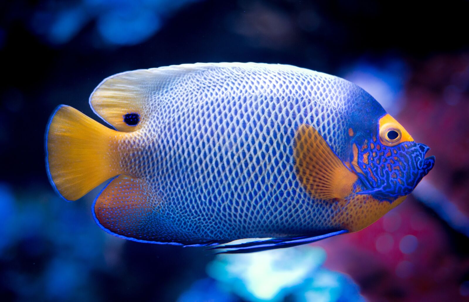 Nikon D610 sample photo. Tropical, fish, tank photography